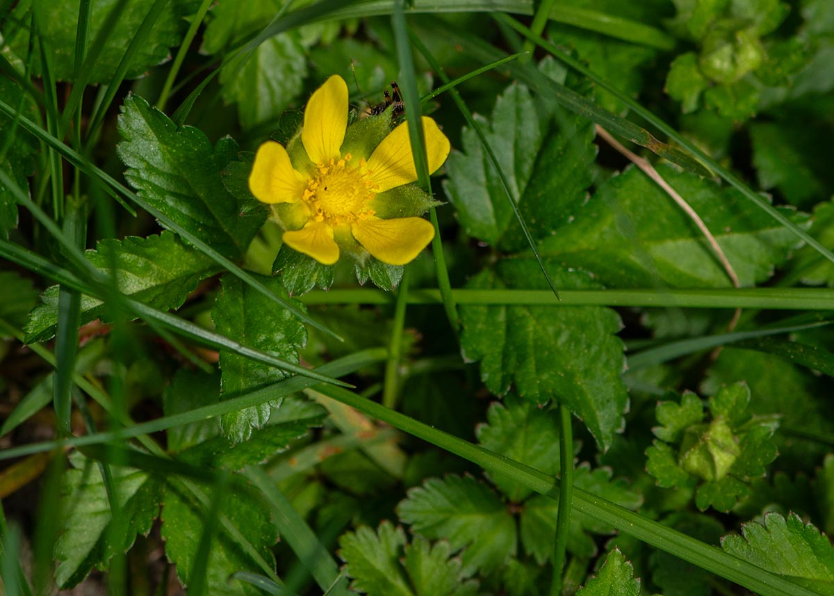Bl&uuml;te, Bl&auml;tter